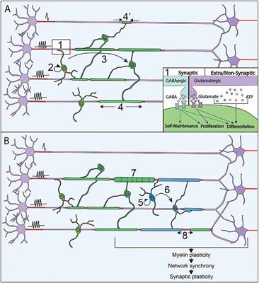 Myelin Plasticity and Repair: Neuro-Glial Choir Sets the Tuning